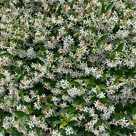 Profumo Di Gelsomino Mombaroccio